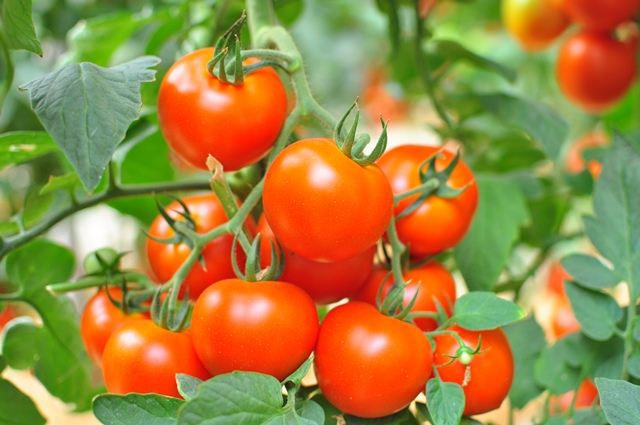 Indeterminate Round tomato 850-346 p2